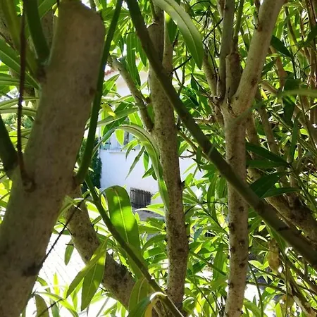 Σπίτι διακοπών Maison Pittoresque A Avec Jardin Cloture Argelès-sur-Mer